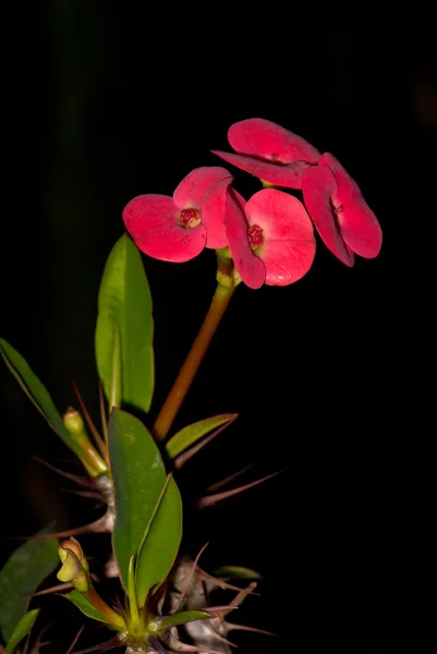 Épinoche aux fleurs roses — Photo