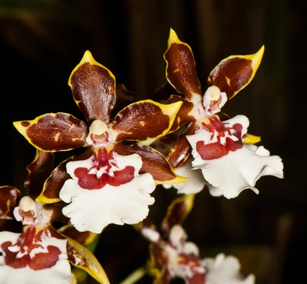 Větvička kvetoucí orchideje — Stock fotografie