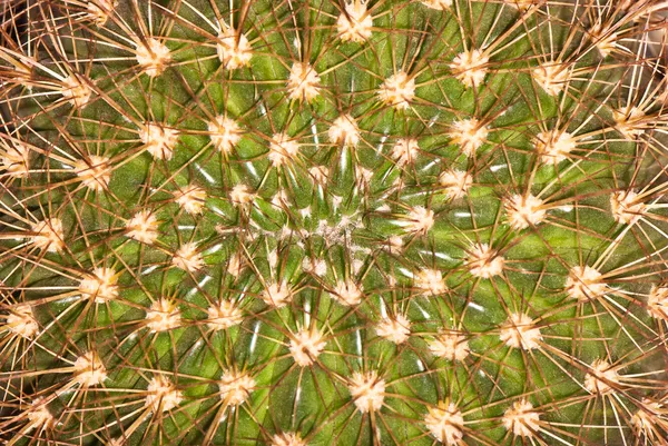 Kaktus. tło — Zdjęcie stockowe