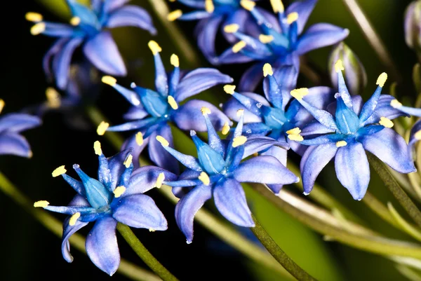Malé modré květy — Stock fotografie