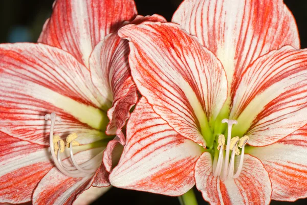 Amarilis blanco y rosa —  Fotos de Stock