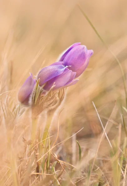 Blooming pasqueflower — Stock Photo, Image