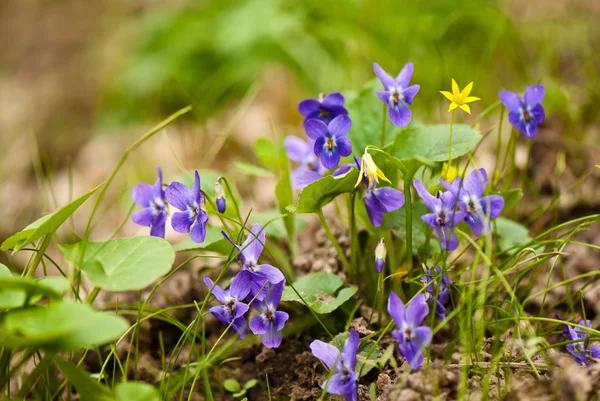 Floração violeta na primavera — Fotografia de Stock