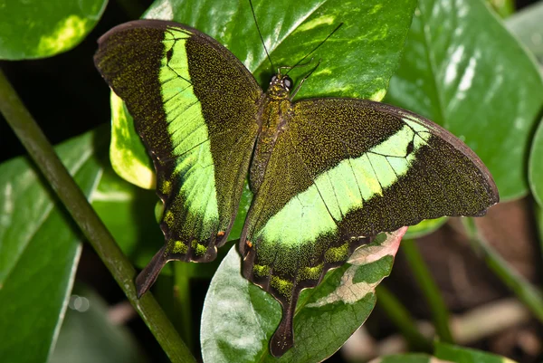 Zwart met groen vlinder — Stockfoto