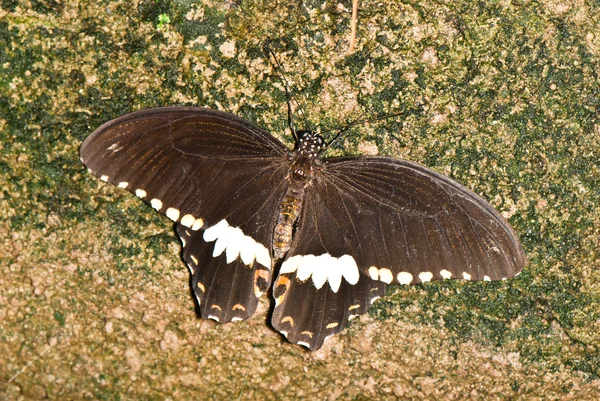 Swallowtail na kamień brązowy — Zdjęcie stockowe