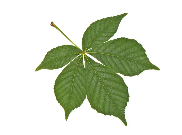 Buckeye liść — Zdjęcie stockowe