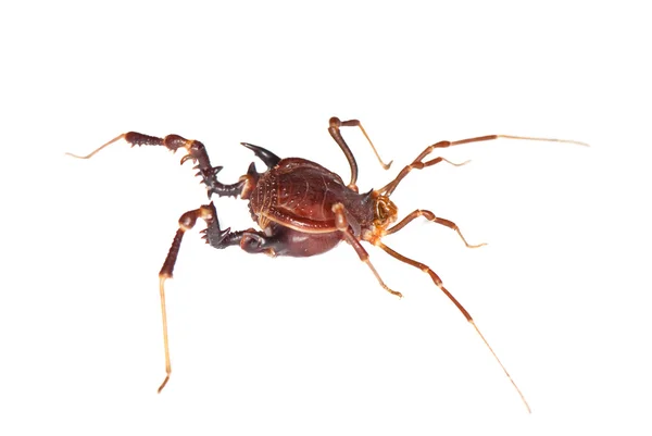 Daddy-long-legs isolated on white background — Stock Photo, Image