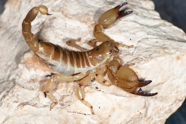 Yellow scorpion on stone — Stock Photo, Image