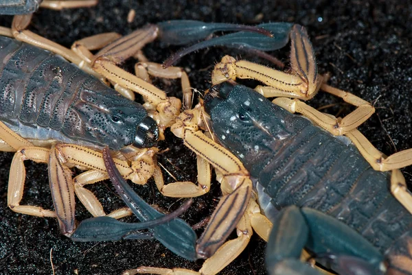 Closeup dvě scorpion — Stock fotografie