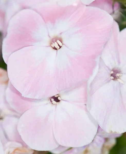 Rosa e branco Phlox — Fotografia de Stock