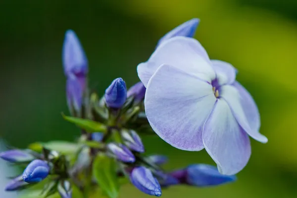 Mavi phlox çiçeklenme — Stok fotoğraf