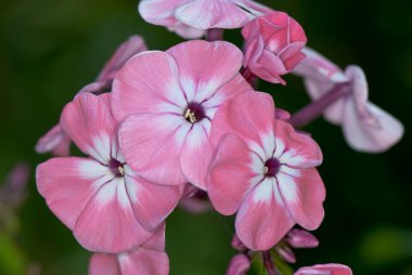 pembe ve beyaz phlox portre