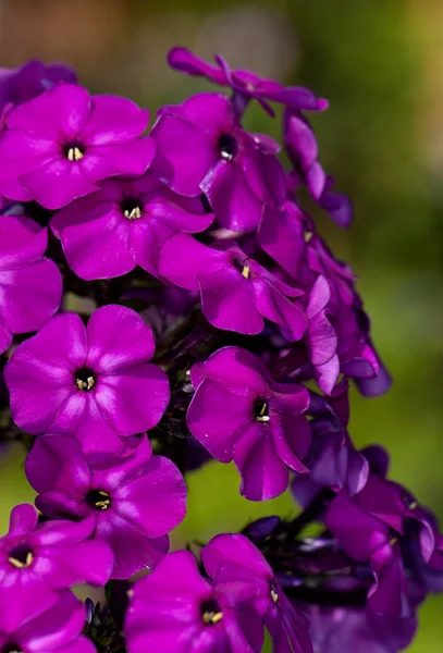 Букет фиолетового цветущего флокса — стоковое фото