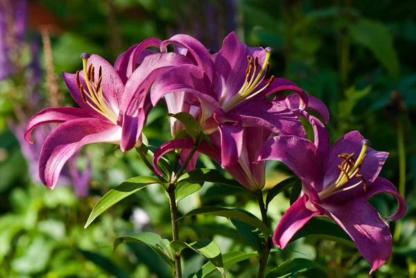 盛开的紫色百合花束 — 图库照片