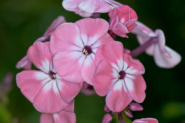Roze en witte phlox close-up — Stockfoto