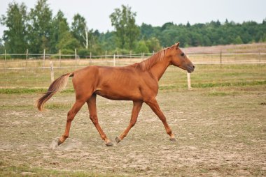 sahada çalışan kahverengi at
