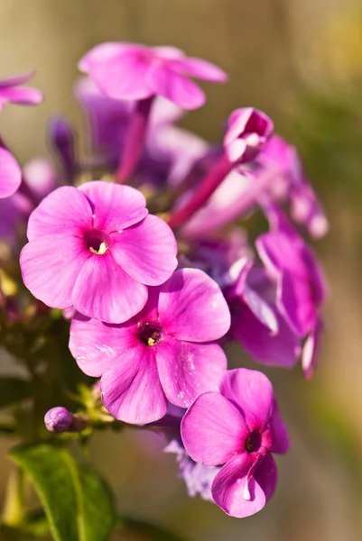 pembe phlox çiçeklenme 