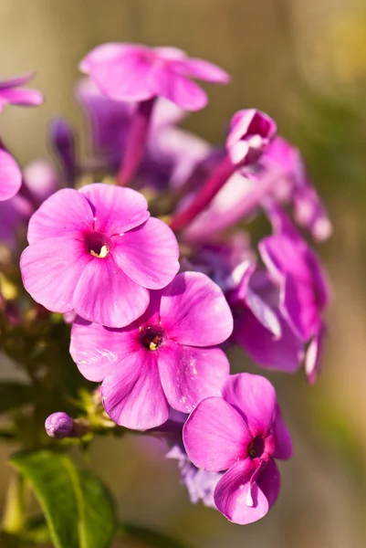 Blühender rosa Phlox — Stockfoto