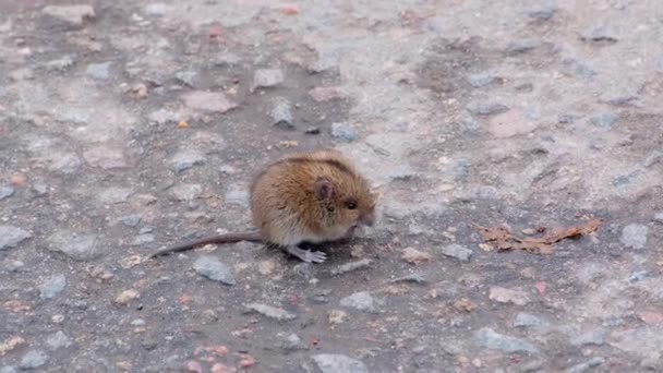 小老鼠田鼠在路上吃东西的特写镜头 — 图库视频影像