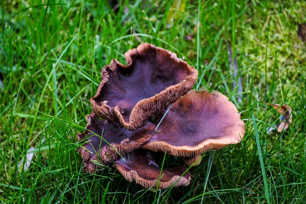 Furcsa Gombák Zöld Pázsiton Közelkép Szelektív Fókusz — Stock Fotó