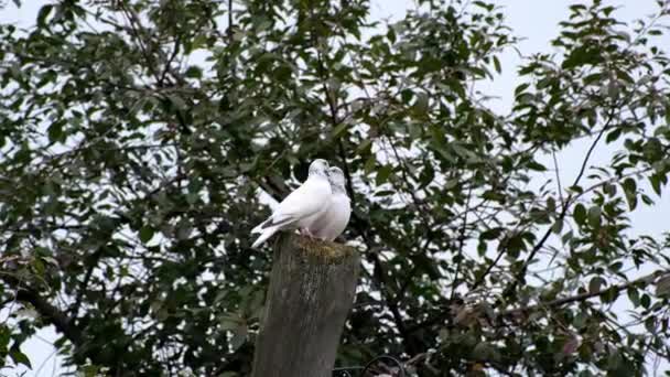 柱の上で2匹の白い鳩がキスをする ハトのペアのマッチングゲーム — ストック動画