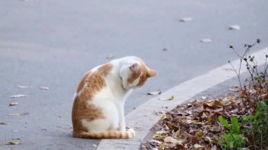 Beyaz, kızıl bir kedi yolun kenarında oturuyor ve kürkünü yalıyor. Yakın plan.