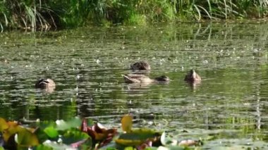 Ördekler gölette yüzer, dalarlar ve yerler. Seçici odak.