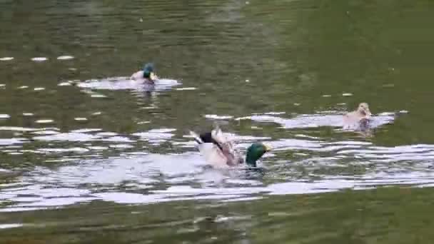 アヒルは池で泳ぎ 翼を羽ばたき 加速します 選択的焦点 — ストック動画