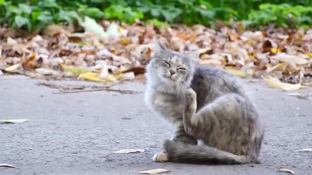 一只年轻的灰猫坐在人行道上 在一片模糊的秋叶背景下搔着脸 后续行动 — 图库视频影像