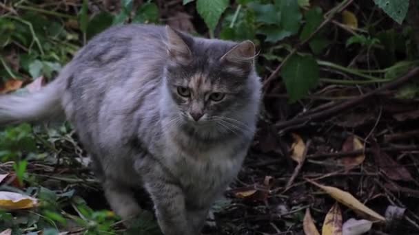 Ung Vacker Grå Katt Ser Efter Byten Skymningen Närbild — Stockvideo