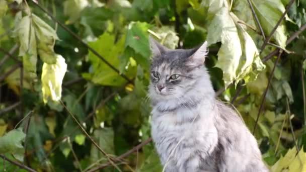 一只年轻漂亮的灰猫坐在树叶的背景上环顾四周 后续行动 — 图库视频影像