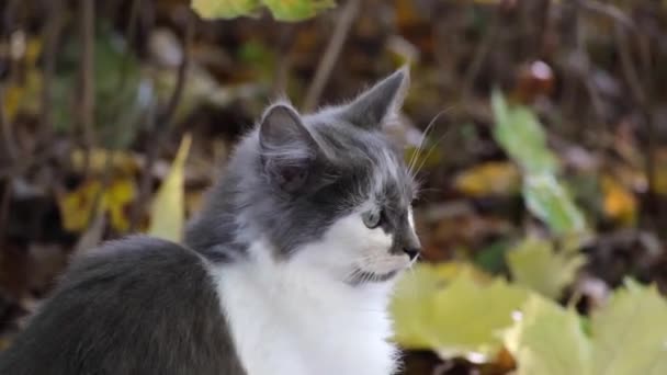 秋の紅葉を背景に 小さな子猫が辺りを見回します — ストック動画