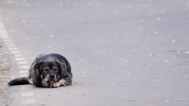 Yalnız bir sokak köpeği yolun kenarında uzanıyor ve üzgün bir şekilde kameraya bakıyor.