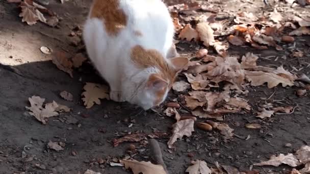 Sonbahar Yaprakları Meşe Palamudu Serpiştirilmiş Topraktan Yemek Yiyen Bir Kedinin — Stok video
