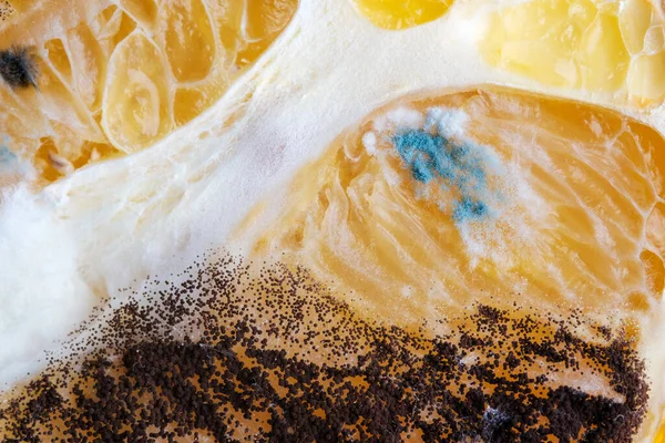 Mold on an orange slice. Black mold spores on citrus. Close-up. Macro photo