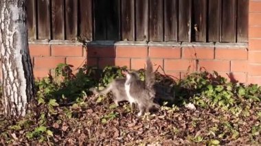 Gri bir kedi ve bir kedi yavrusu sonbahar güneşinin altında, tuğla bir çitten gizlice geçiyorlar.