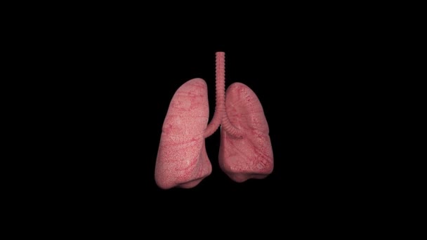医療喉のケア 生物学 生物学 セクション 内部吸入 解剖学 生理学 呼吸器肺 — ストック動画