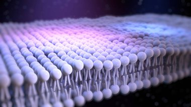 Lipid Layer, Hücre Anatomisi, Kabuk Anatomisi, Animasyon, Lipid bilayer, Lipids, Hayvan Hücreleri, Bilim, Arka plan, Hareket Grafikleri, Vacule, Hücre Biyolojisi, İnsan Hücresi, Çift Lipid Katmanı, Mikrobiyoloji, Hücre Biyolojisi, Hücre Yapısı, Lipit Hücreleri, Lipit Hücreleri