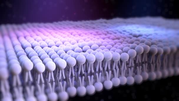 Layer Λιπιδίων Κυτταρική Ανατομία Shell Anatomy Animated Lipid Bilayer Λιπίδια — Αρχείο Βίντεο