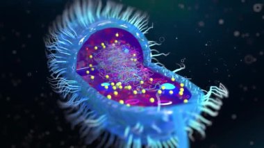 Bir çok flagellum içeren bir bakteri hücresinin yapısı, vücudun her tarafına eşit olarak dağılmış kamçılanmış, kırbaçlanmış, tüm yüzeyinde kırbaç izi olan bir kamçı.