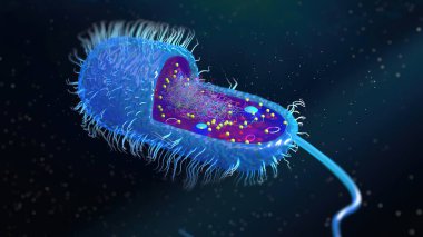 Bir çok flagellum içeren bir bakteri hücresinin yapısı, vücudun her tarafına eşit olarak dağılmış kamçılanmış, kırbaçlanmış, tüm yüzeyinde kırbaç izi olan bir kamçı.