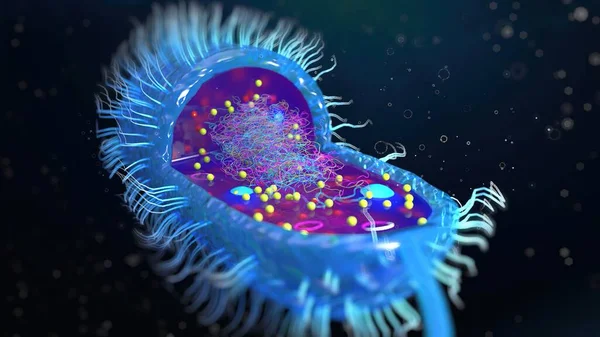 Bir çok flagellum içeren bir bakteri hücresinin yapısı, vücudun her tarafına eşit olarak dağılmış kamçılanmış, kırbaçlanmış, tüm yüzeyinde kırbaç izi olan bir kamçı.