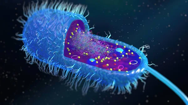 Bir çok flagellum içeren bir bakteri hücresinin yapısı, vücudun her tarafına eşit olarak dağılmış kamçılanmış, kırbaçlanmış, tüm yüzeyinde kırbaç izi olan bir kamçı.
