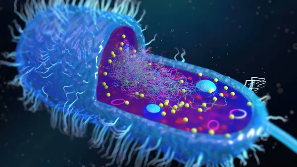Bir çok flagellum içeren bir bakteri hücresinin yapısı, vücudun her tarafına eşit olarak dağılmış kamçılanmış, kırbaçlanmış, tüm yüzeyinde kırbaç izi olan bir kamçı.