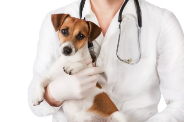 köpek veteriner
