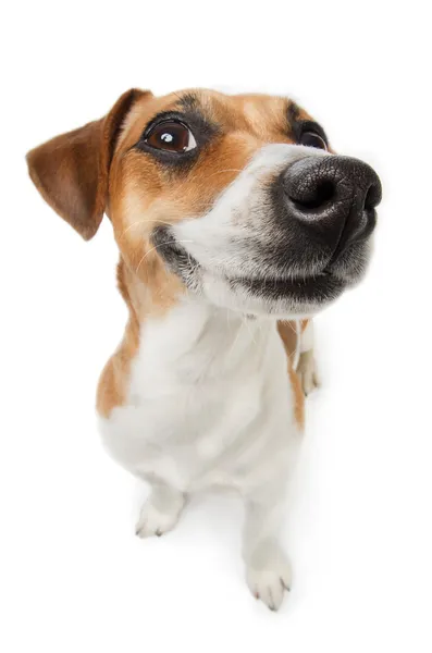 Cão pequeno bonito — Fotografia de Stock