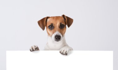 köpek afiş yukarıda.