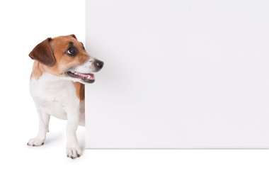 köpek bir poster bakıyor.