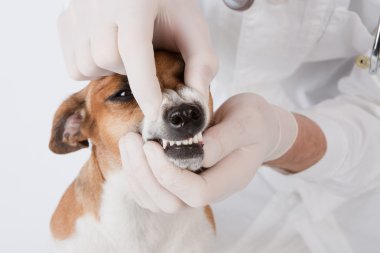 köpek belirtiler.