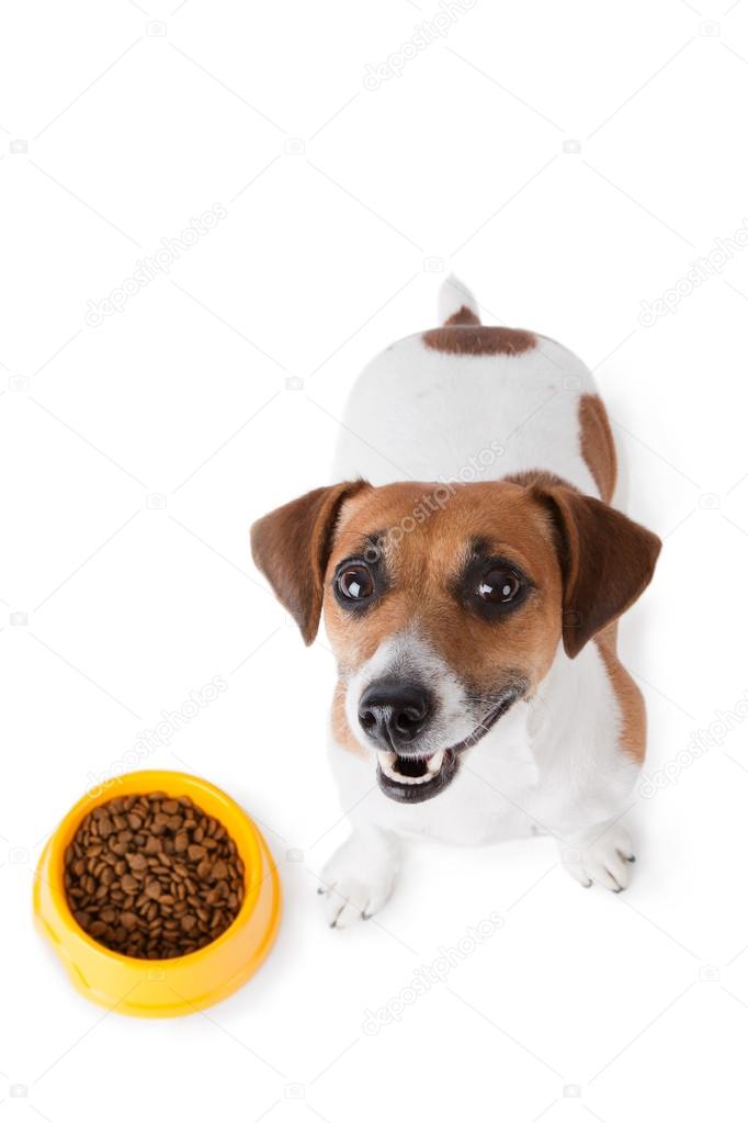 Dog food.